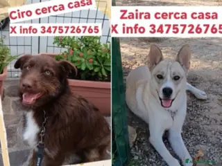 Meticcio cani Ciro e Zaira giovani,belli,buoniZERO RICHIESTE!SUD - Annuncio 33