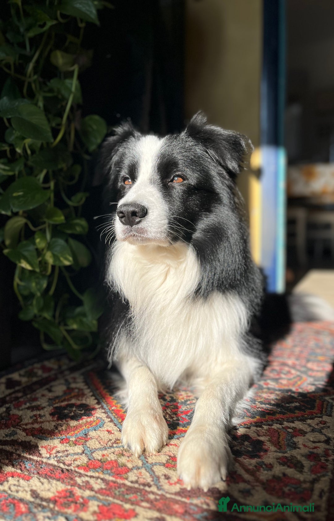 Border Collie cani per accoppiamento: Maschio Border disponibile per accoppiamento a Città Metropolitana di Genova - Annuncio 3