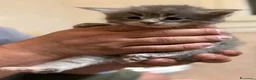 Maine Coon gatti in vendita: Cuccioli Maine Coon a Provincia di Rovigo - Annuncio 4