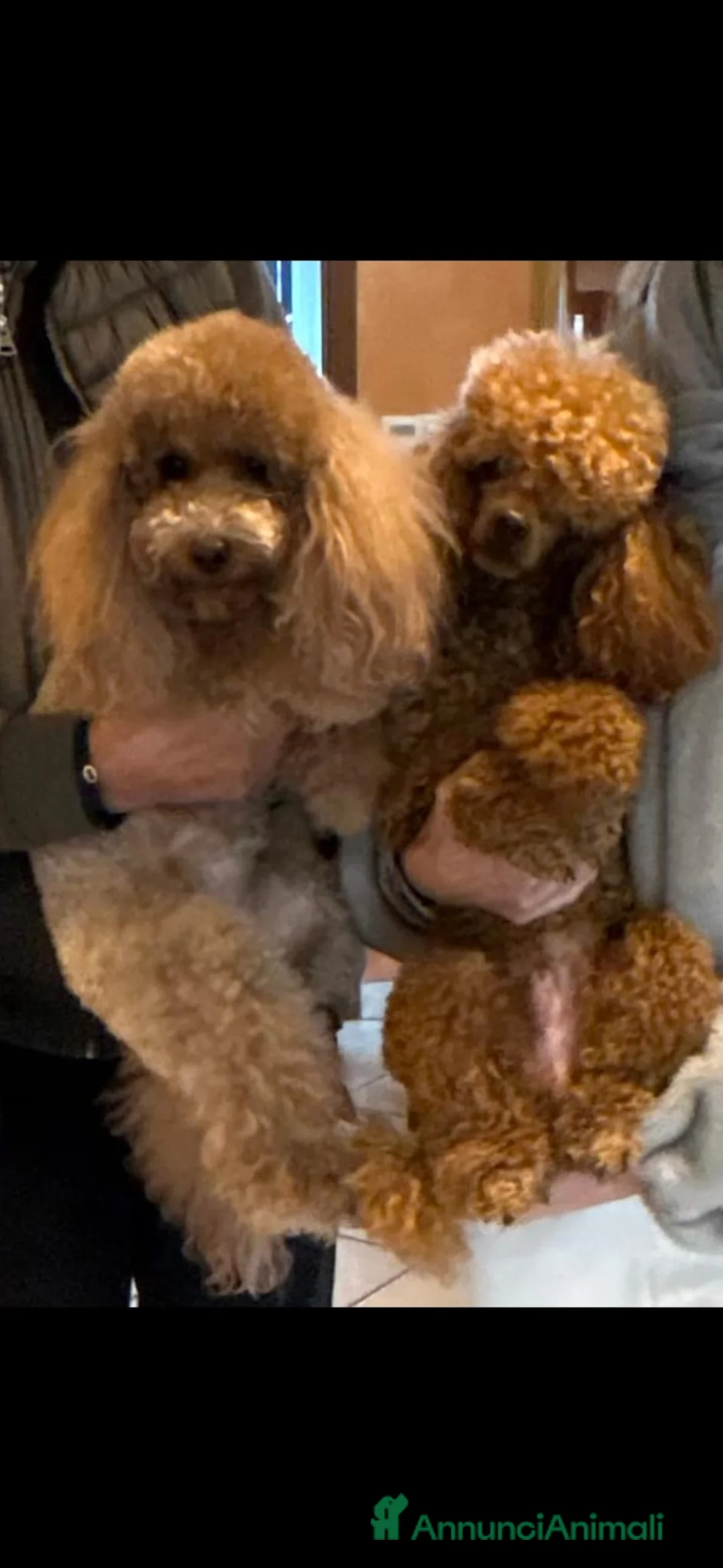 Barboncino cani in vendita: Barboncini rosso fulvi - Annuncio 2