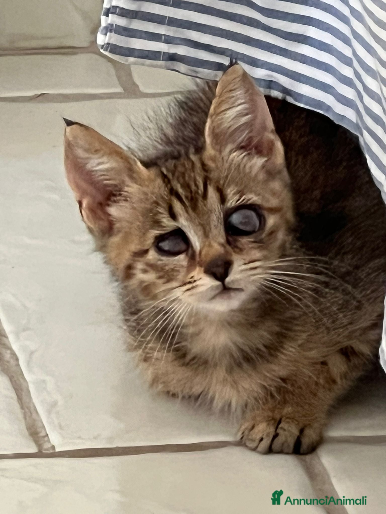 Altre razze gatti Adozione del cuore per la piccola Luce - Annuncio 14