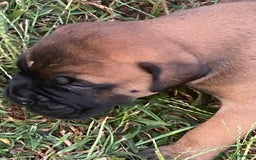 Bullmastiff cani in vendita: Cuccioli Bullmastiff  - Immagine 2