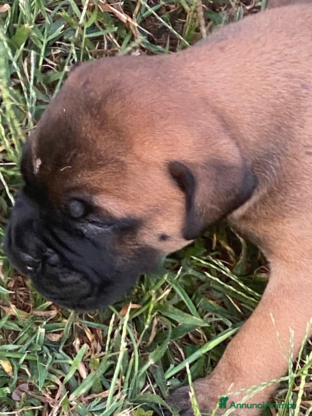Bullmastiff cani in vendita: Cuccioli Bullmastiff  - Annuncio 2