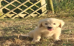 Golden Retriever cani in vendita: Bellissimi cuccioli golden retriever  a Provincia di Livorno - Immagine 4