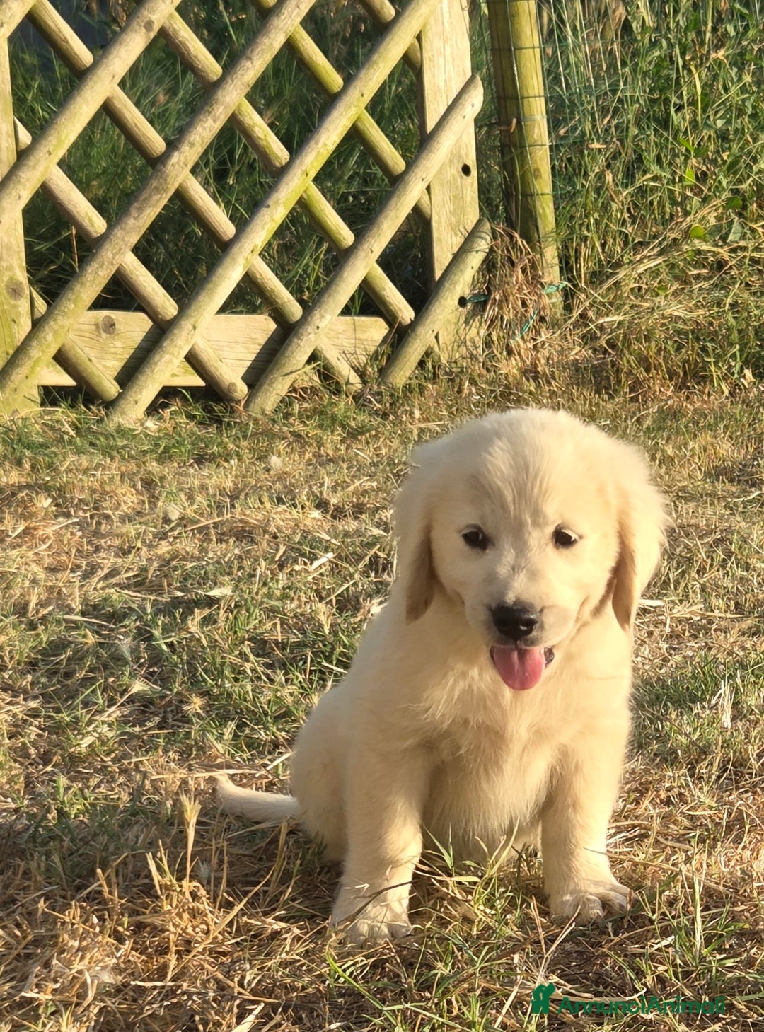 Golden Retriever cani in vendita: Bellissimi cuccioli golden retriever  a Provincia di Livorno - Immagine 4
