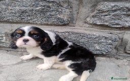 Cavalier King cani in vendita: Cavalier king con pedigree pronta da subito  a Provincia di Lecco - Immagine 9