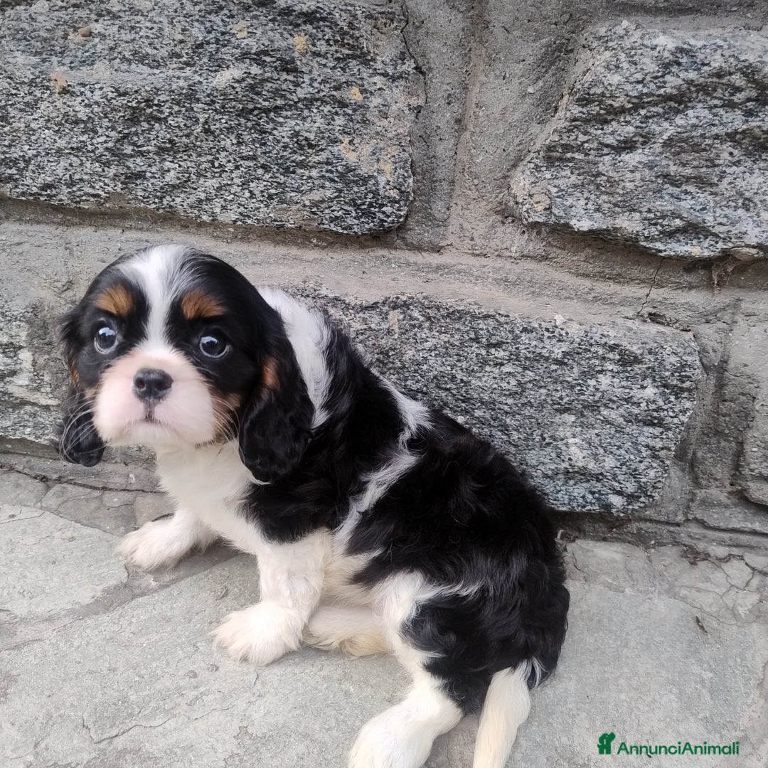 Cavalier King cani in vendita: Cavalier king con pedigree pronta da subito  a Provincia di Lecco - Immagine 9