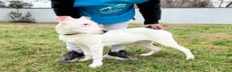 Dogo Argentino cani in regalo: ALBINO DOGO ARGENTINO - Annuncio 3