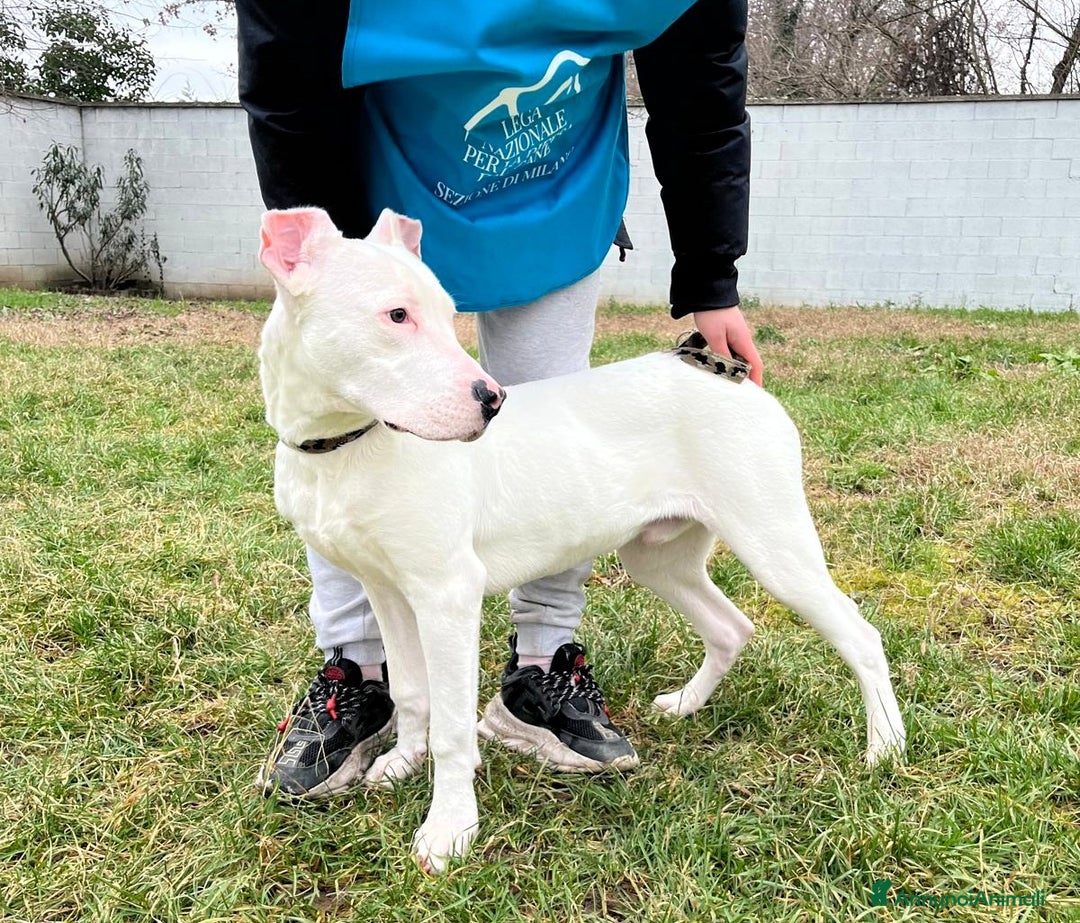 Dogo Argentino cani in regalo: ALBINO DOGO ARGENTINO - Annuncio 3