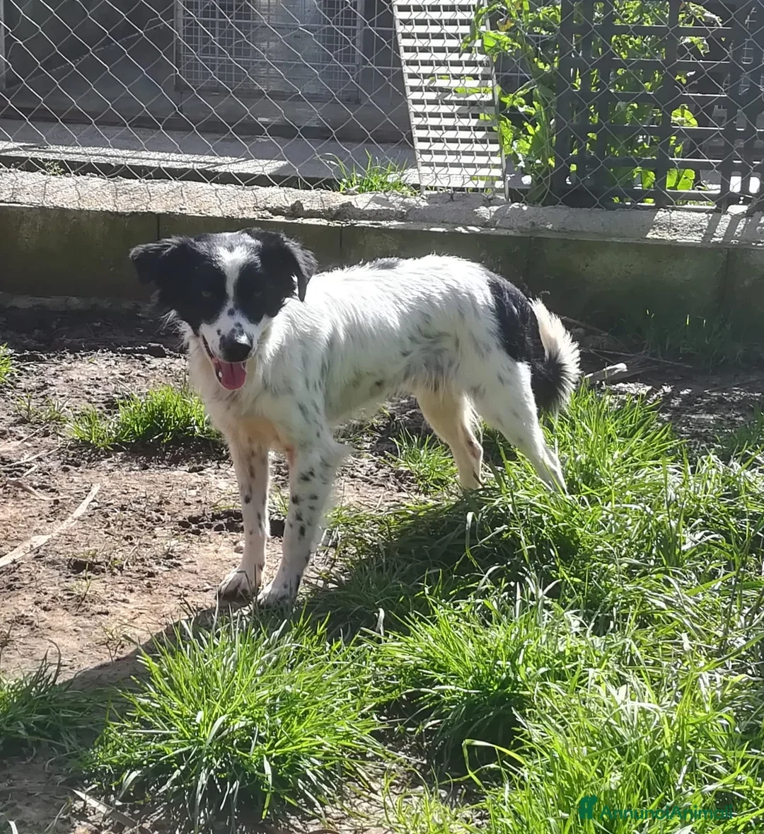 Meticcio cani in regalo: TIMMY TAGLIA PICCOLA  a Provincia di Varese - Annuncio 4