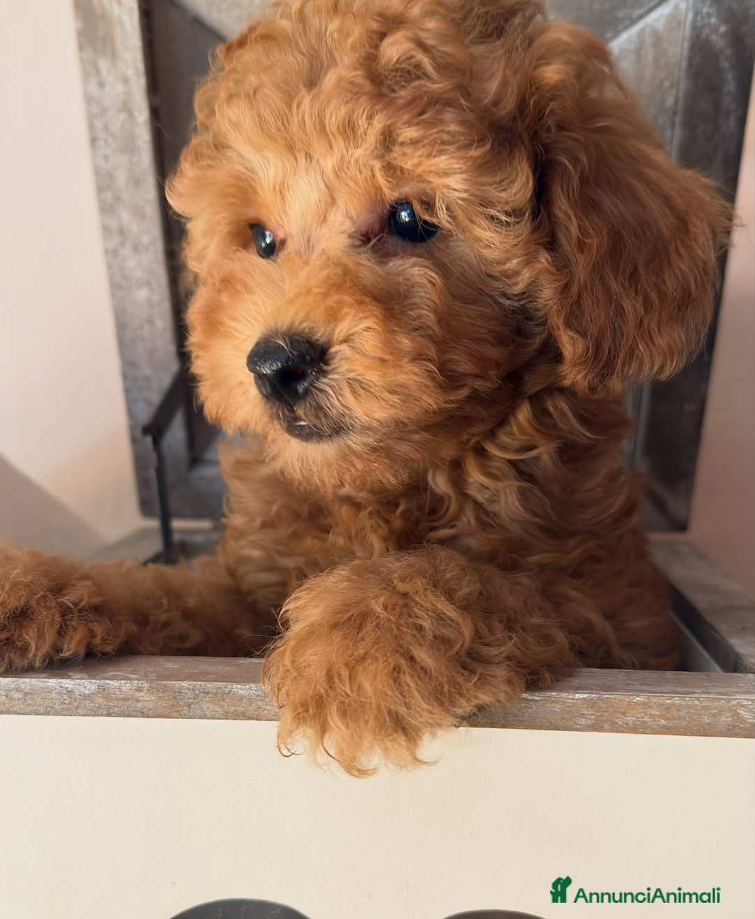 Barboncino Toy cani Cuccioli barbone toy - Annuncio 1