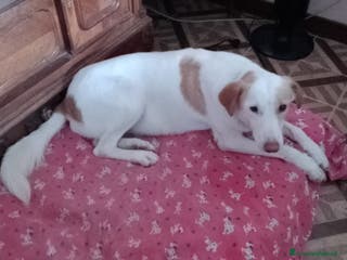 Altre razze cani angelica - Annuncio 21