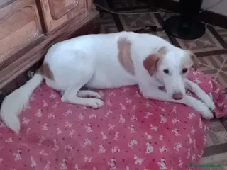 Altre razze cani angelica - Annuncio 39