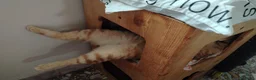 Meticcio gatti in regalo: Regalo gattini di 3-4 mesi e di 1 anno e mezzo  a Città metropolitana di Roma Capitale - Annuncio 3