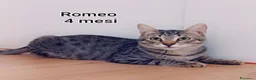 Europeo gatti in regalo: GATTINI ABBANDONATI: URGENTE  a Città Metropolitana di Torino - Annuncio 8