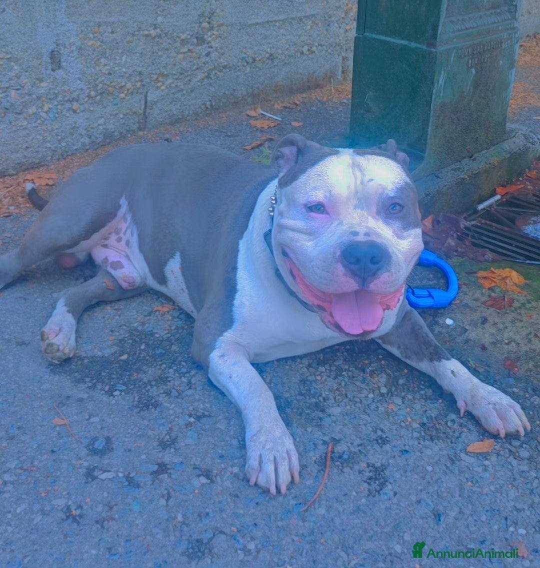 Pitbull cani per accoppiamento: Monta - Annuncio 8