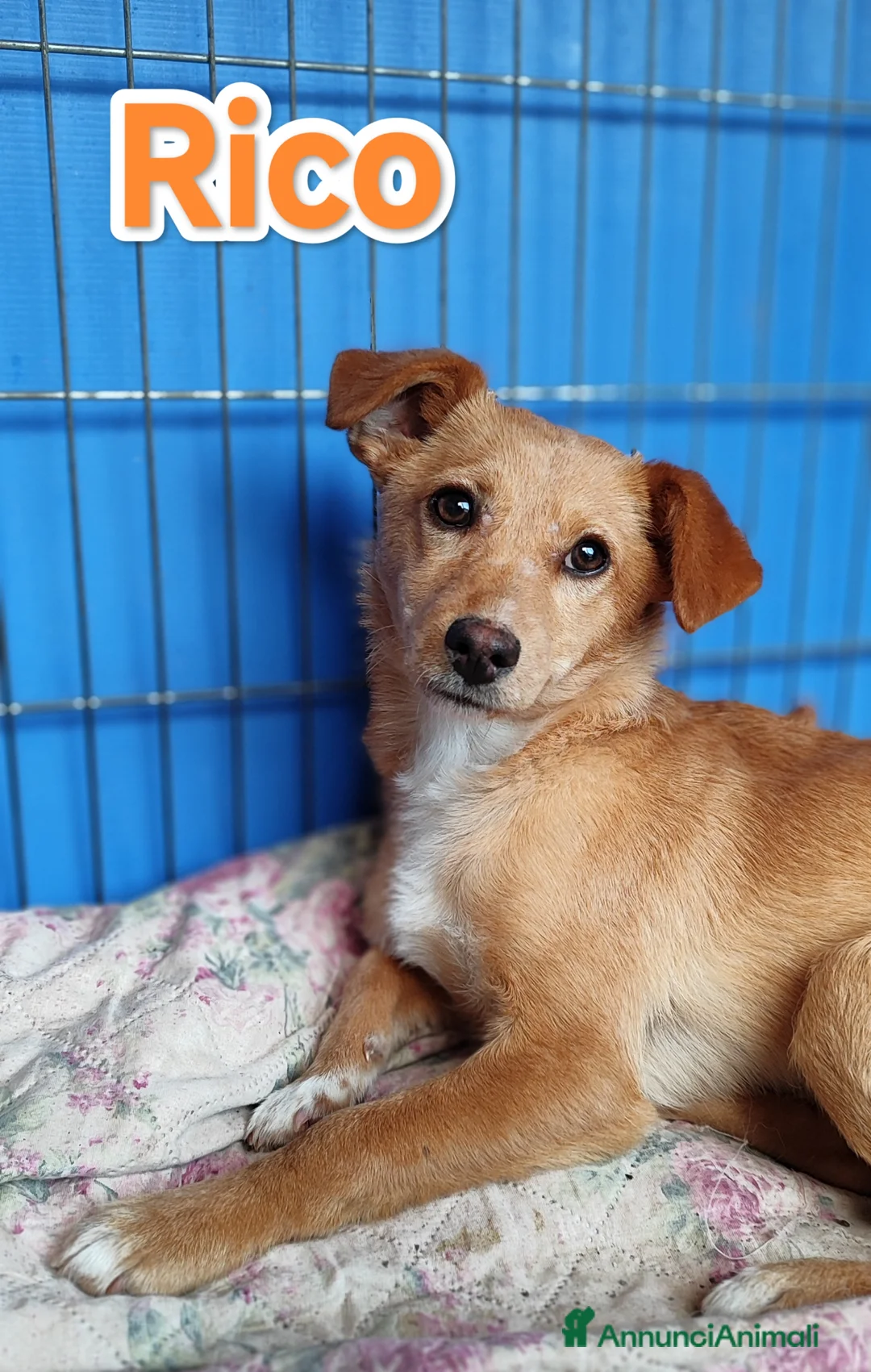 Meticcio cani in regalo: Cucciolo bellissimo taglia piccola a Provincia autonoma di Bolzano - Alto Adige - Annuncio 6