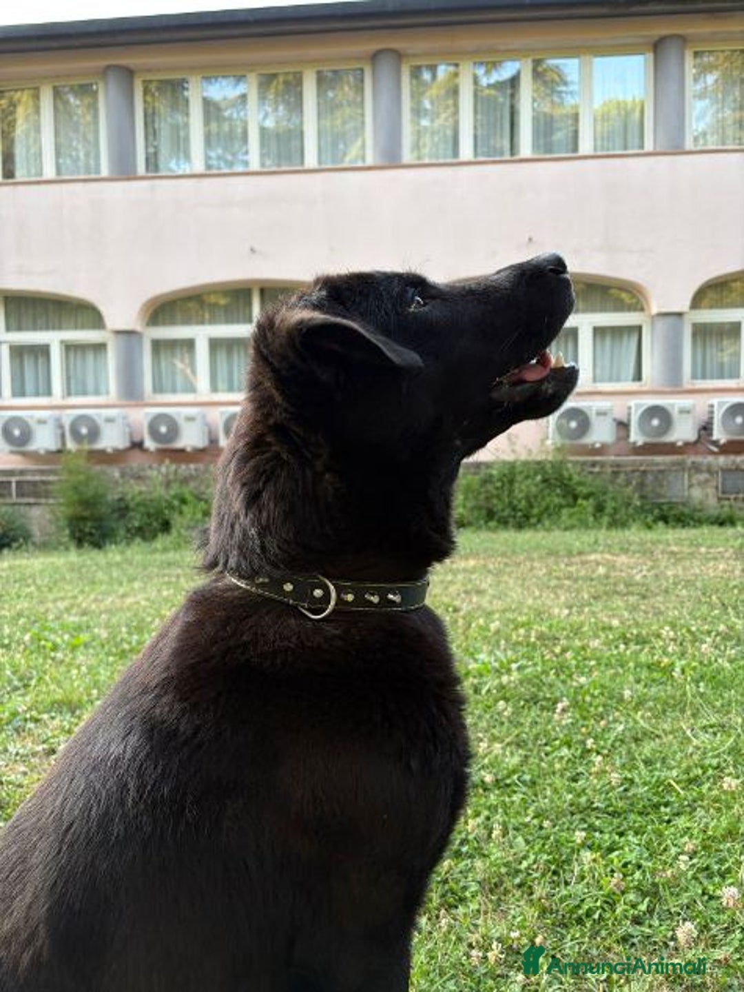 Meticcio cani in regalo: NERO 3anni - 20kg molto affettuoso - Annuncio 3