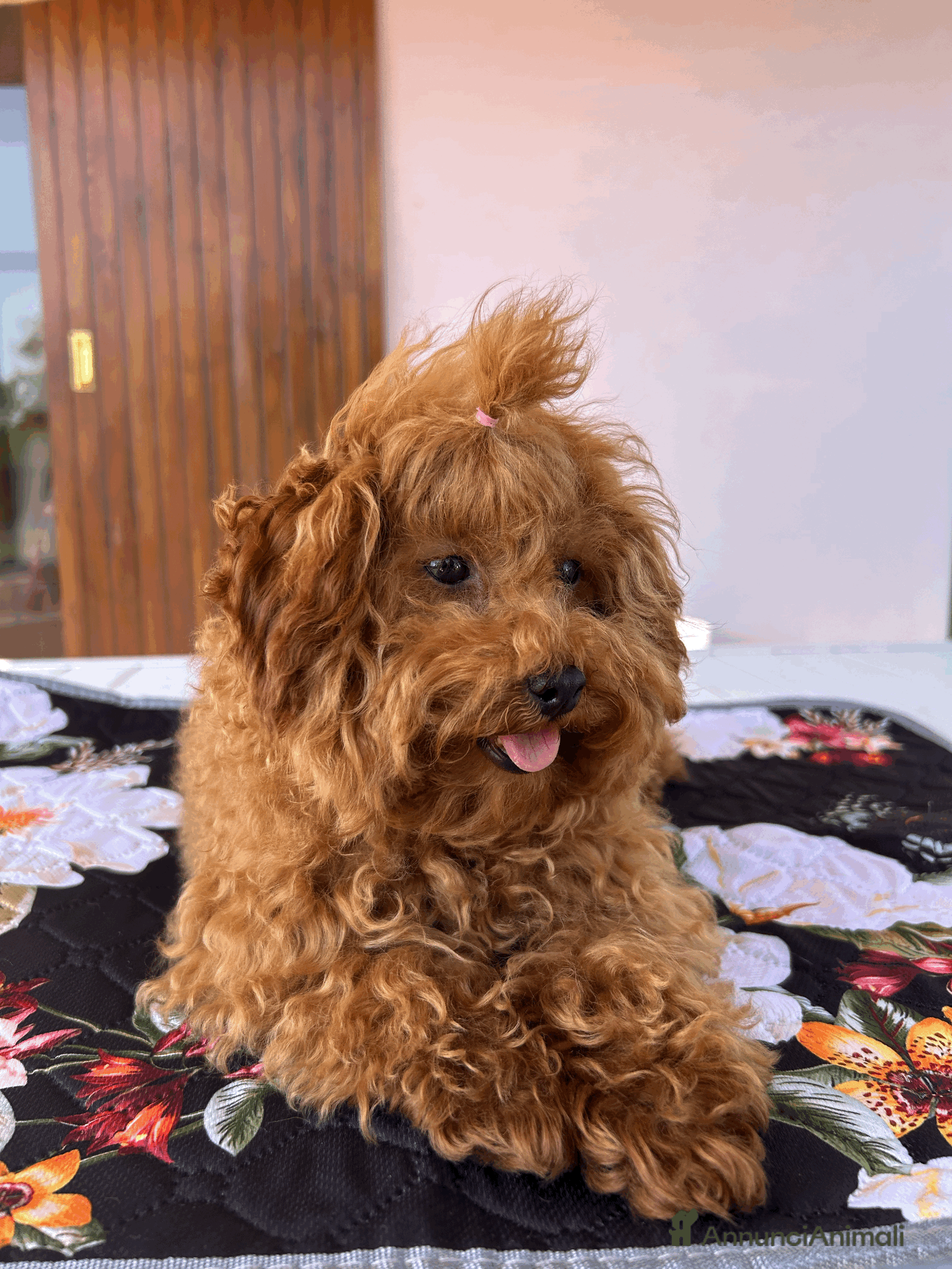 Barboncino Toy cani Cuccioli di Barboncino Toy e Tea Cup - Annuncio 3