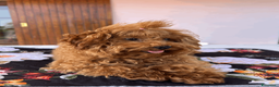 Barboncino Toy cani in vendita: Cuccioli di Barboncino Toy e Tea Cup - Annuncio 1