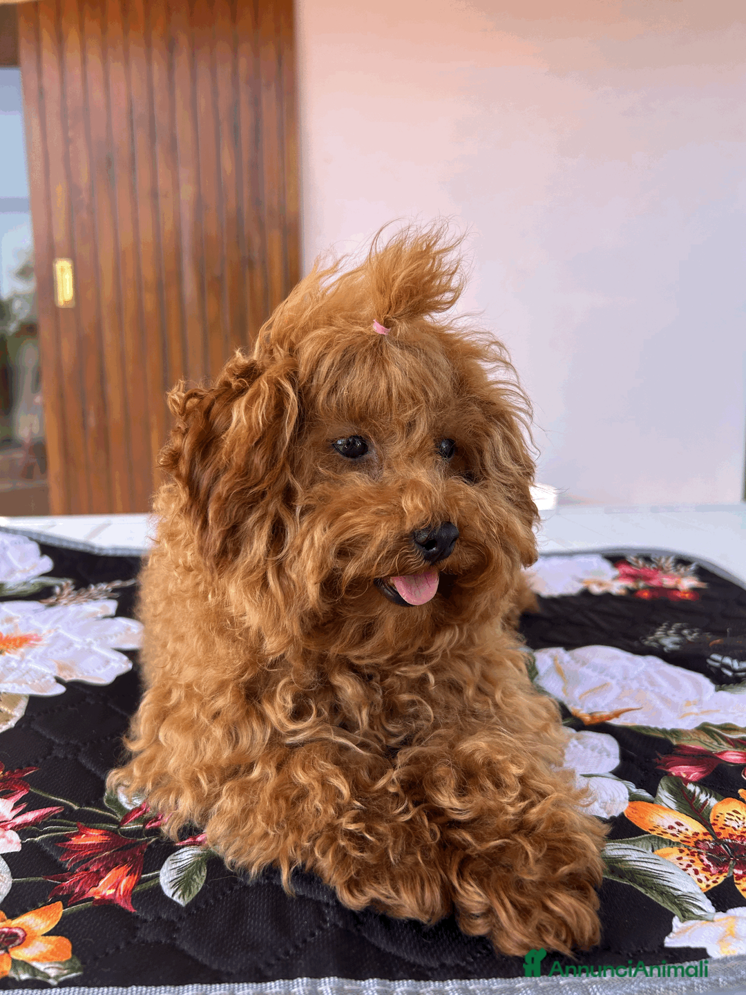 Barboncino Toy cani in vendita: Cuccioli di Barboncino Toy e Tea Cup - Annuncio 1