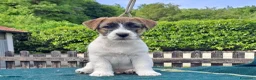 Jack Russell cani in vendita: Cuccioli Jack Russell ruvido - Annuncio 9