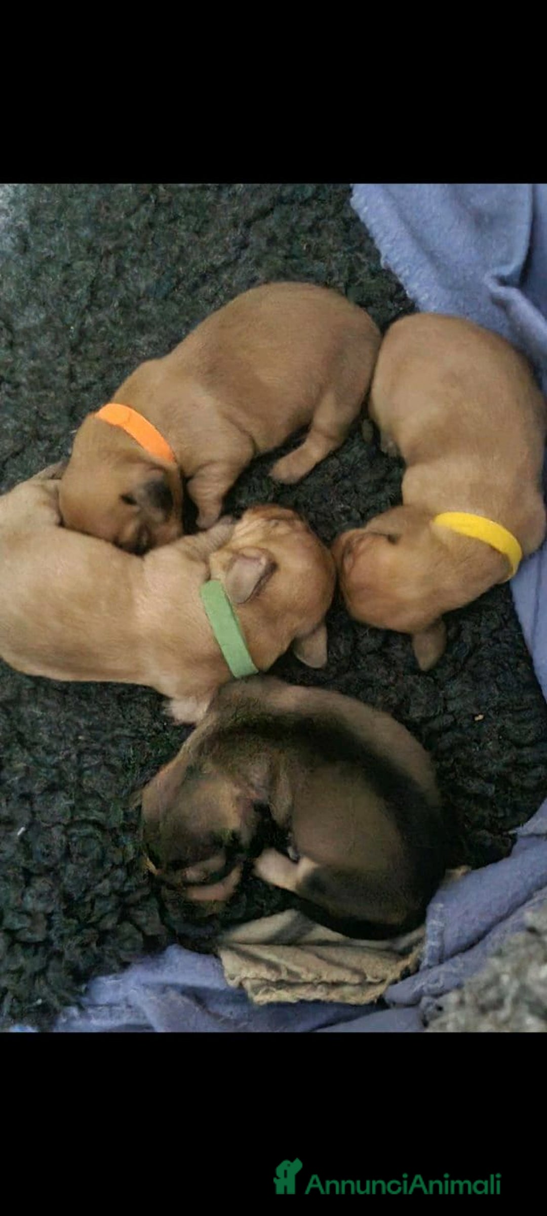 Bassotto cani in vendita: Cuccioli di Bassotto Nano a Città metropolitana di Roma Capitale - Immagine 8