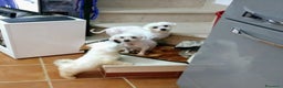 Maltese cani in vendita: DUE CUCCIOLATE DI MALTESI - Annuncio 1