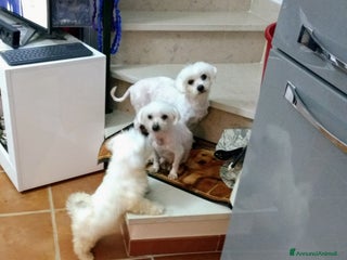 Maltese cani DUE CUCCIOLATE DI MALTESI - Annuncio 22