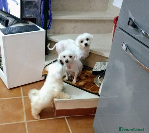 Maltese cani - Annuncio 1
