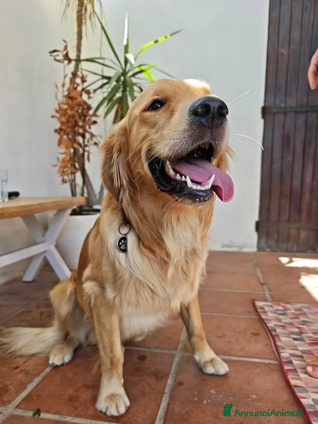 Golden Retriever cani in vendita: Cuccioli Golden Retriever  - Annuncio 7