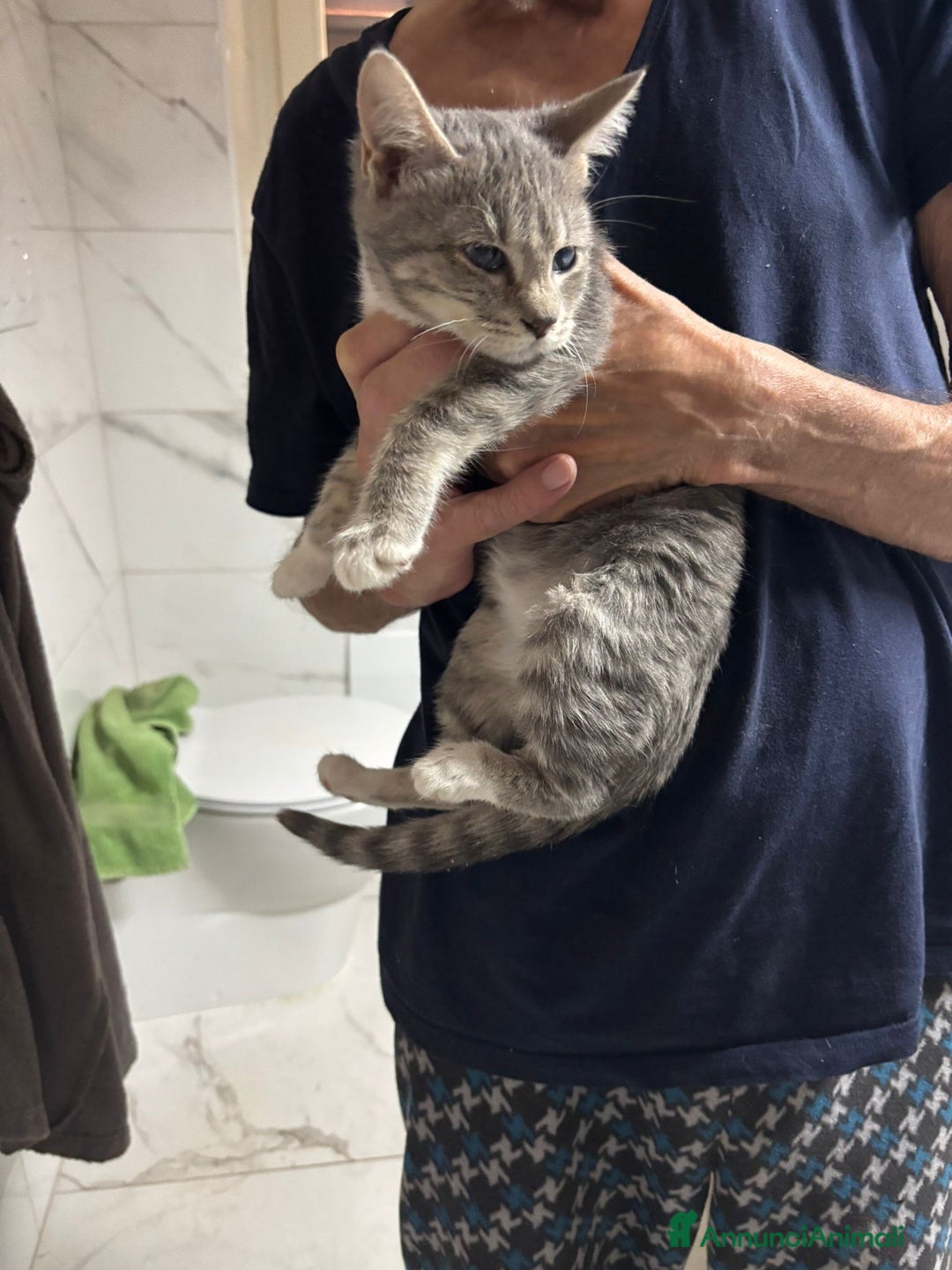 Europeo gatti in regalo: Splendido nadir - Annuncio 3