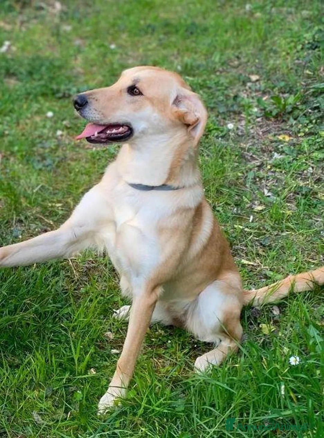Meticcio cani in regalo: RAILY - Annuncio 1