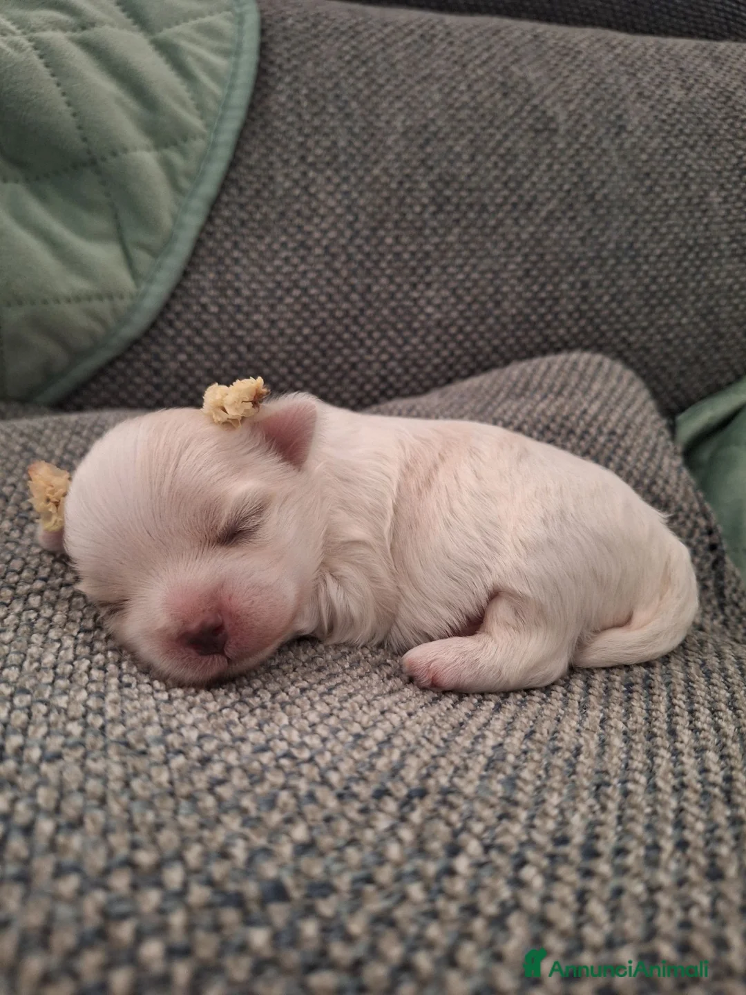 Maltese cani in vendita: Maltesi maschi PEDIGREE ENCI - Annuncio 5