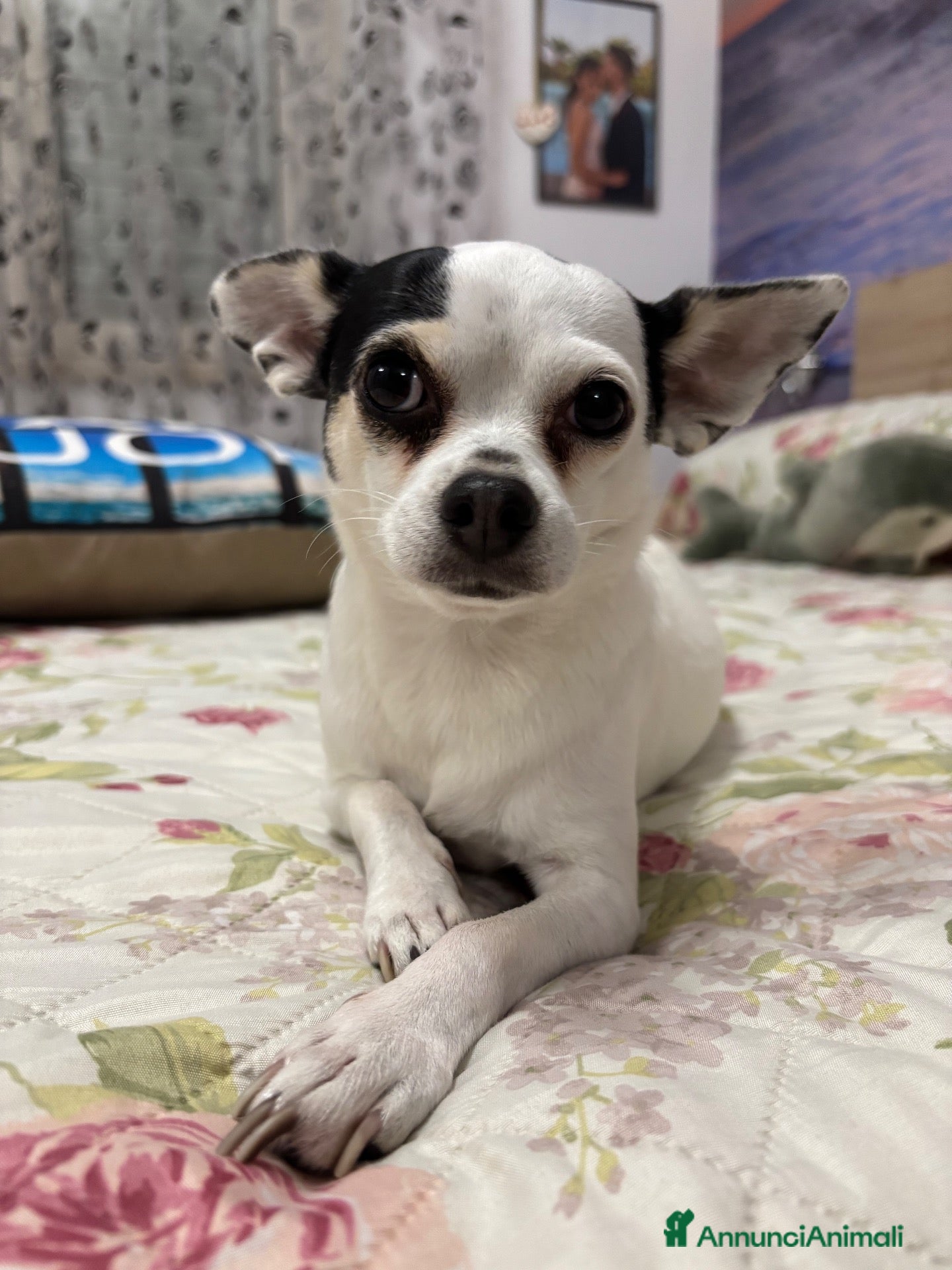 Chihuahua cani Cerco maschietto Chihuahua per Angel - Annuncio 2