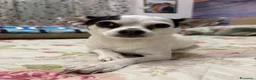 Chihuahua cani per accoppiamento: Cerco maschietto Chihuahua per Angel a Provincia di Latina - Annuncio 1