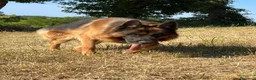 Pastore Tedesco cani in regalo: Alex Pastore tedesco di 5anni cerca una nuova casa a Provincia di Pesaro e Urbino - Annuncio 6