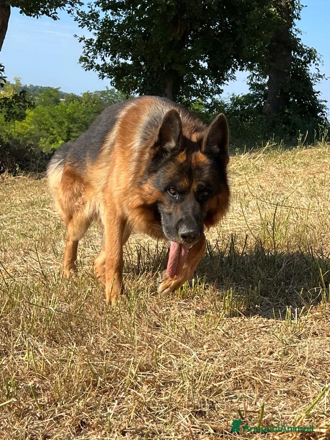 Pastore Tedesco cani in regalo: Alex Pastore tedesco di 5anni cerca una nuova casa a Provincia di Pesaro e Urbino - Annuncio 6