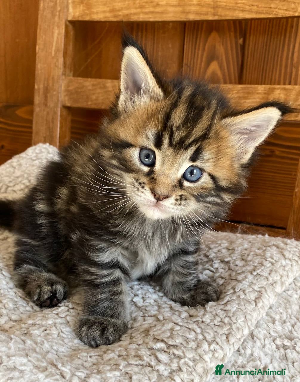 Maine Coon gatti Gattino maschio dall'allevamento Mainemarie - Annuncio 16
