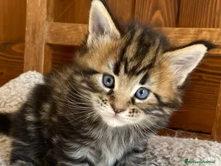 Maine Coon gatti Gattino maschio dall'allevamento Mainemarie - Annuncio 16