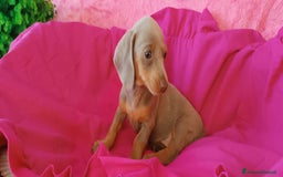 Bassotto cani in vendita: Bassotto colore isabella taglia piccola  - Immagine 1