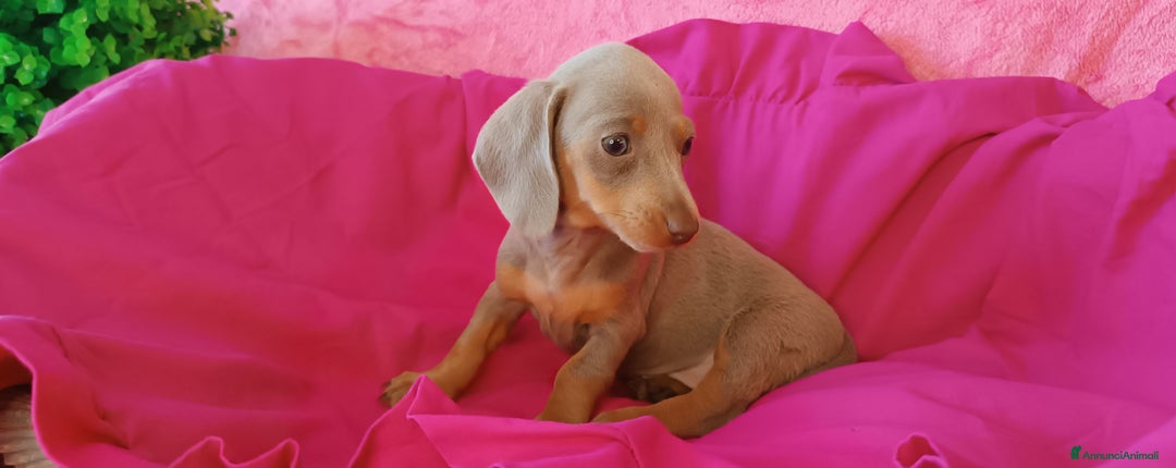 Bassotto cani in vendita: Bassotto colore isabella taglia piccola  - Immagine 1