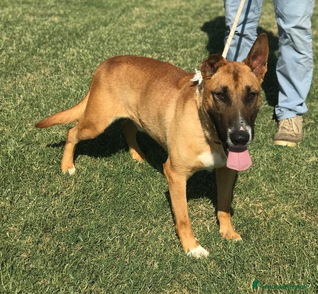 Meticcio cani OHR, mix pastore malinois_ in adozione a Provincia di Latina - Annuncio 35