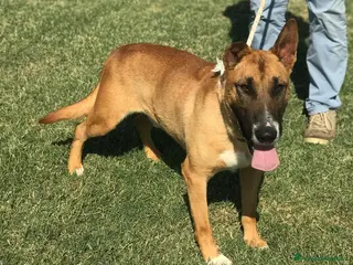 Meticcio cani OHR, mix pastore malinois_ in adozione a Provincia di Latina - Annuncio 25
