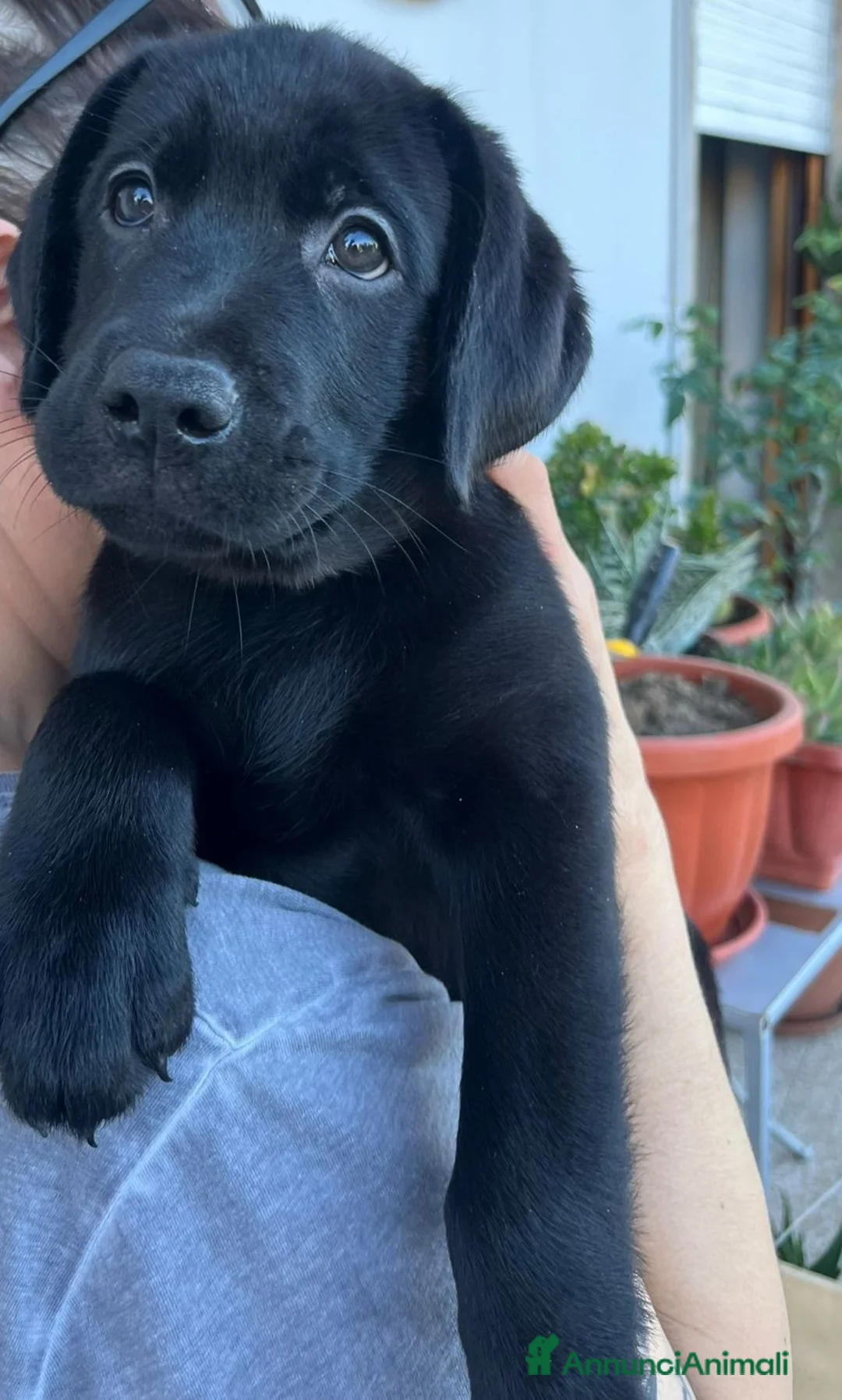 Labrador cani in vendita: Cuccioli  Labrador Retriever  - Annuncio 2
