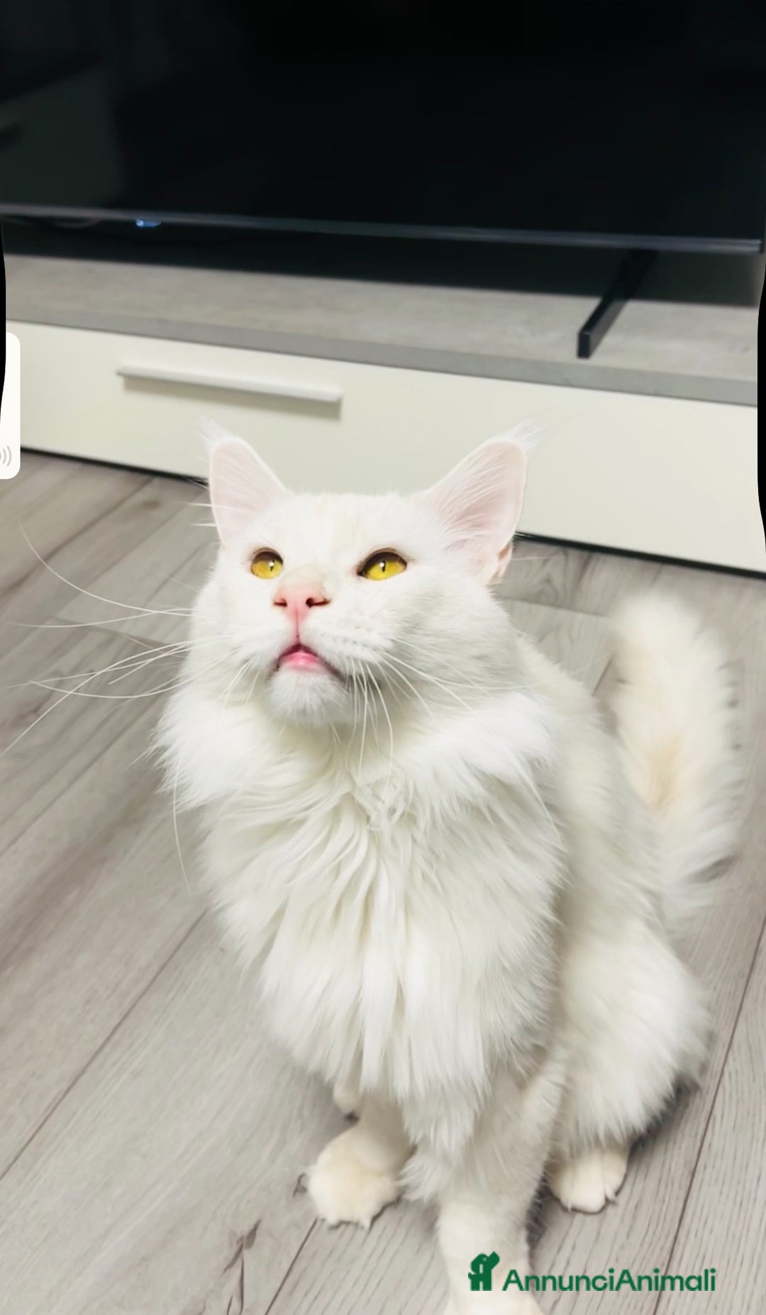 Maine Coon gatti per accoppiamento: Lionel maschio per accoppiamento  - Annuncio 5