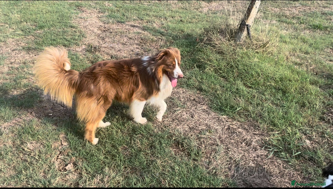Australian Shepherd cani per accoppiamento: Pastore australiano per monta a Provincia di Frosinone - Immagine 2