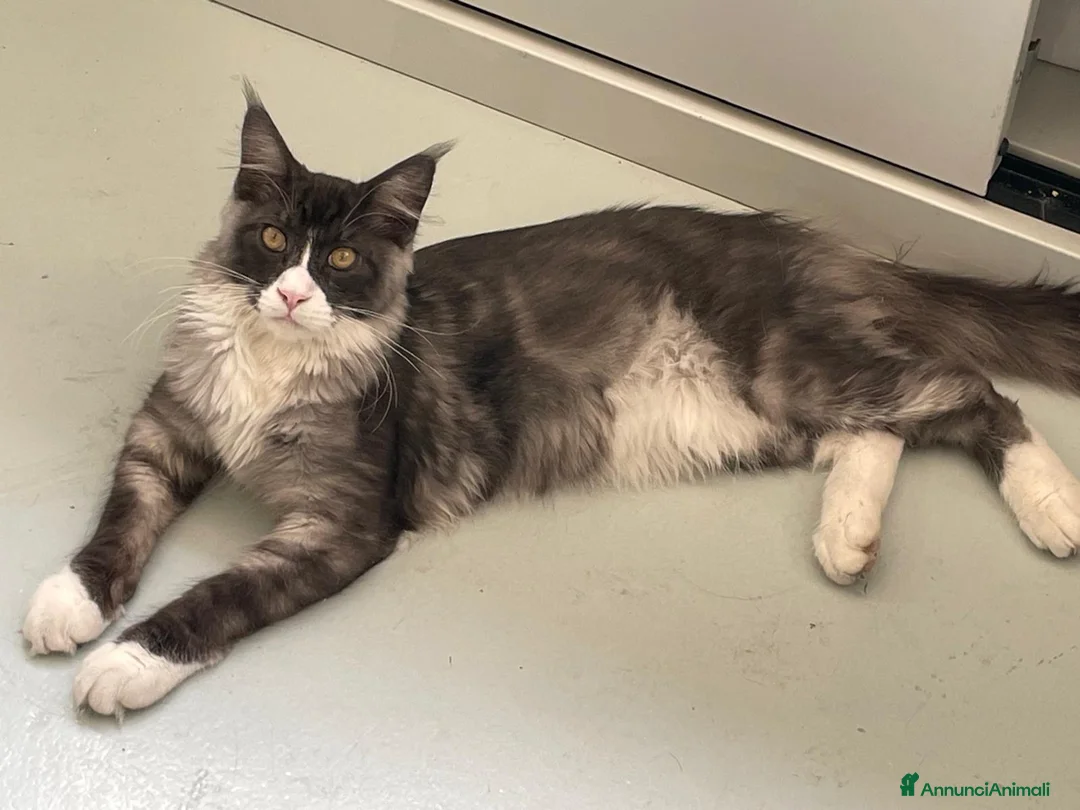 Maine Coon gatti in vendita: MAINE COON CUCCIOLI - Annuncio 2