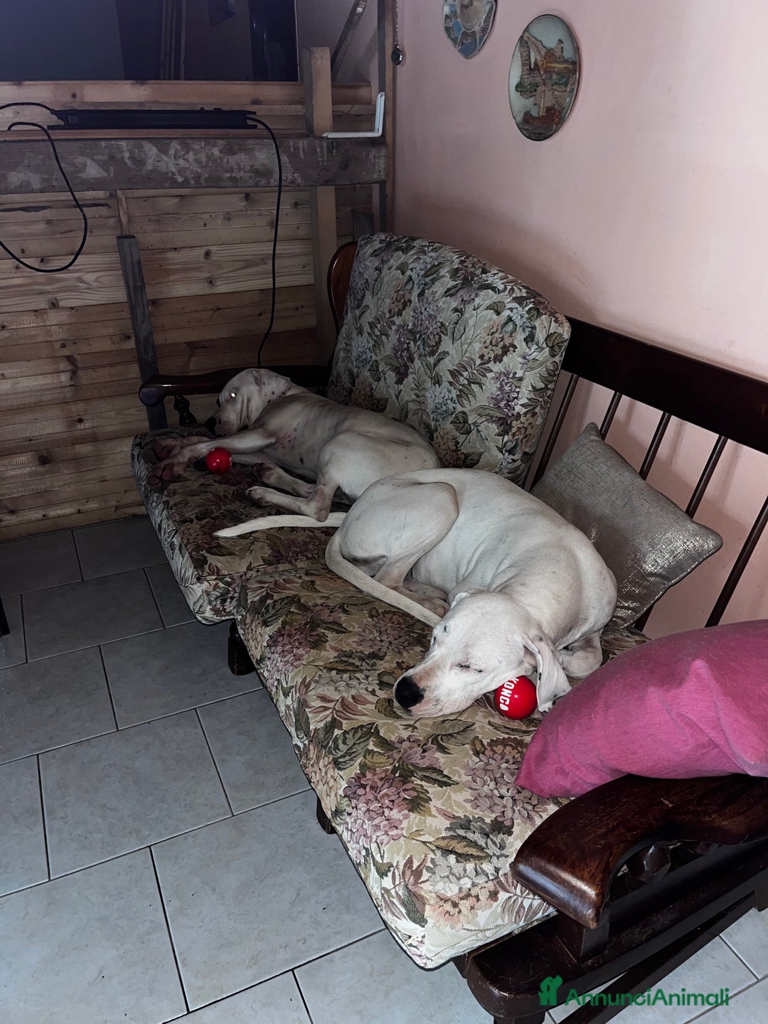 Dogo Argentino cani in regalo: Dogo argentino femmina 8 mesi - Annuncio 9