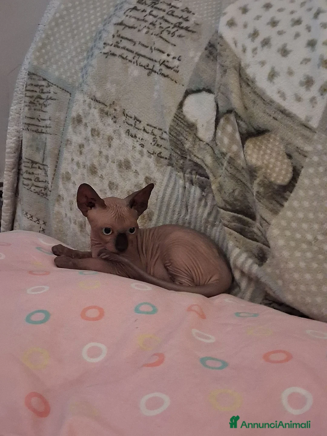 Sphynx gatti in vendita: VENDO GATTO SPHYNIX  - Annuncio 2